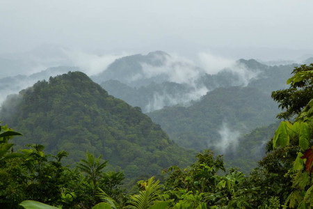 St. Lucia's breathtaking cloud forest in Edmund forest reserve. (photo by Steffen Oppel)