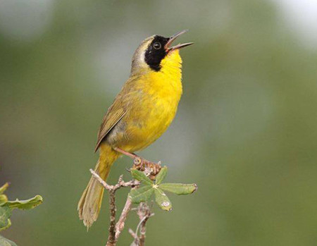 A male Common Yellowthroat singing on Abaco Island, in the Bahamas. Note the bold black face mask, yellow throat and breast. (Photo by Keith Salvesen)