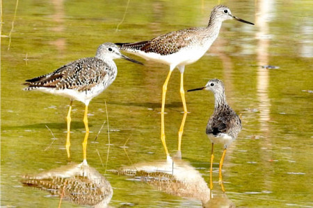 Greater- and Lesser Yellowlegs fly from Alaska to spend the winter at LIS wetland (photo by Erika Gates)