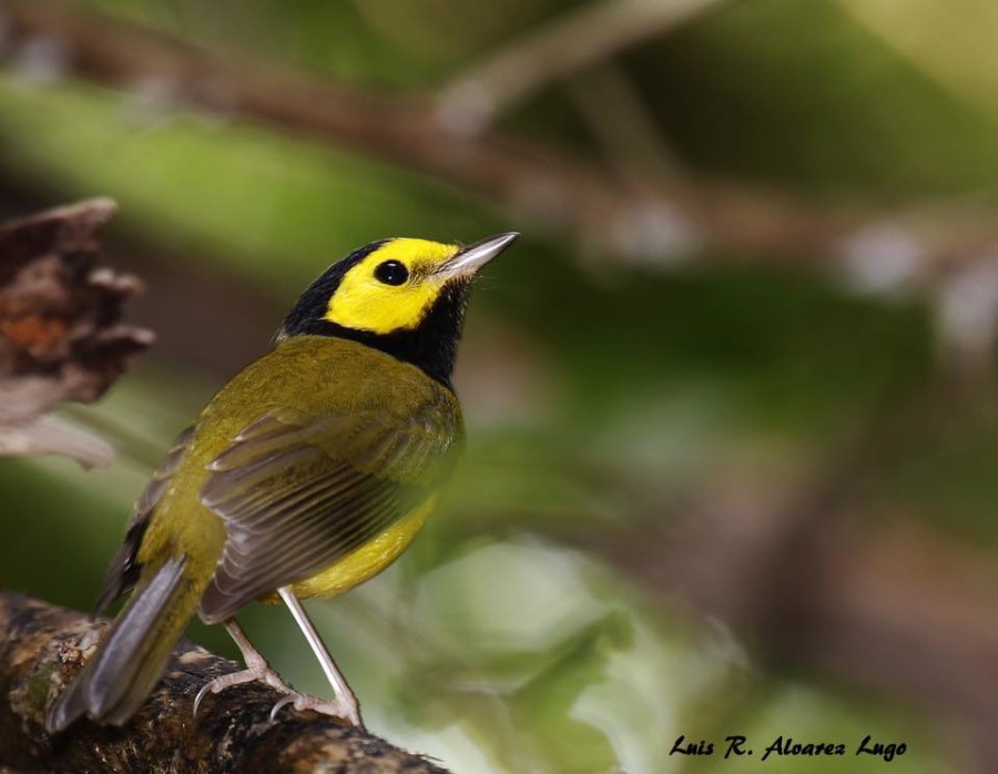 The Hooded Warbler has a yellow face with black crown and throat forming a "hood." This male was photographed in Puerto Rico. (Photo by Luis R. Alvarez Lugo)