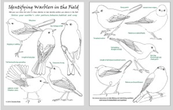 cIdentifying Warblers in the Field cheat sheet (sketches by Christine Elder)