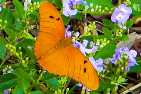 Julia butterfly on Golden Dewdrop. (photo by Erika Gates)