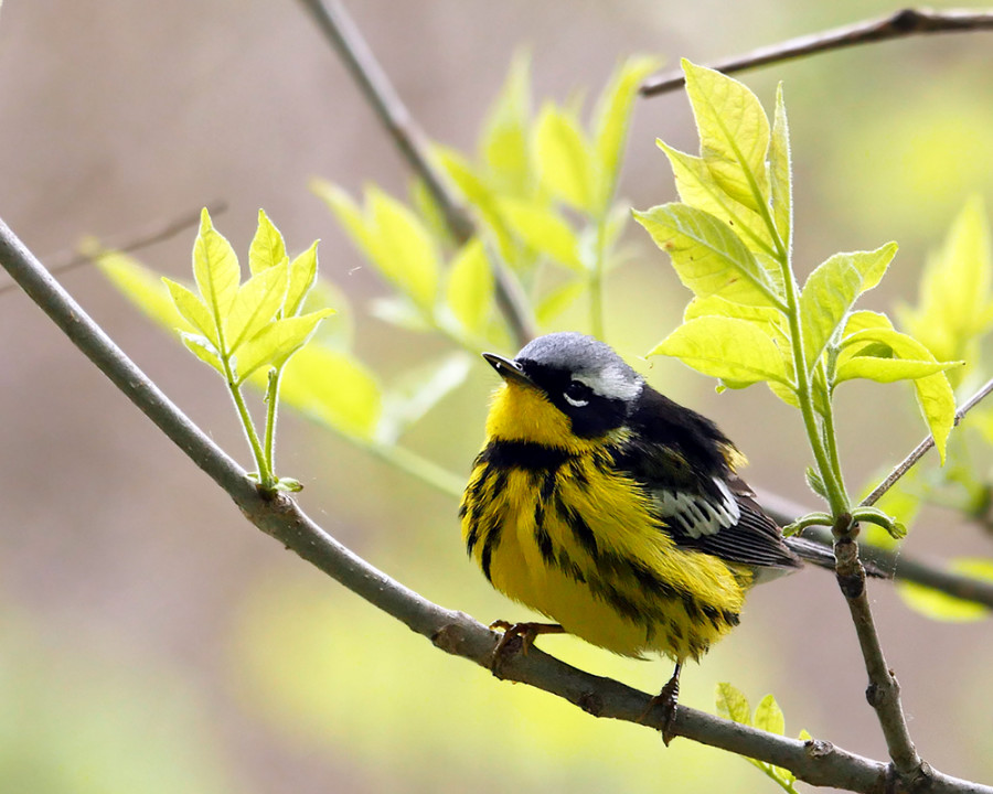 Late spring male Magnolia Warbler, showing his bold black under-stripes and just a bit of its bright yellow rump. Magee Marsh, Ohio, USA. (Photo by Stephen Shunk)
