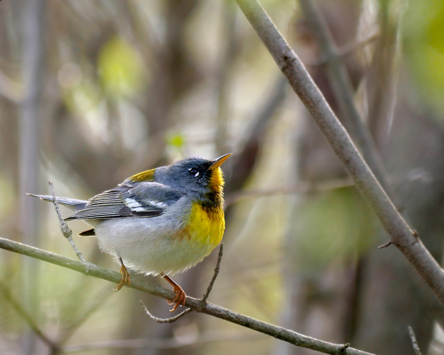 Late spring male Northern Parula, showing its brightest colors at Magee Marsh, Ohio, USA. (Photo by Stephen Shunk)