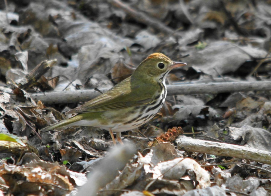 Ovenbirds tend to forage among the woodland leaf litter. Note the bold white eyeing, heavily streaked white underparts and orange crown bordered by blackish stripes. This adult was spotted in spring in Puerto Rico. (Photo by Gabriel Lugo)