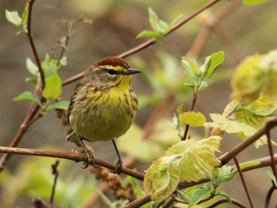 Palm Warblers constantly bob their tails, a behavior that helps to identify this species. This handsome male was spotted in Puerto Rico - the dark reddish brown crown shows this male is in breeding plumage. (Photo by Gabriel Lugo)