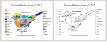 Parts of a bird cheat sheet (illustrations by Christine Elder)