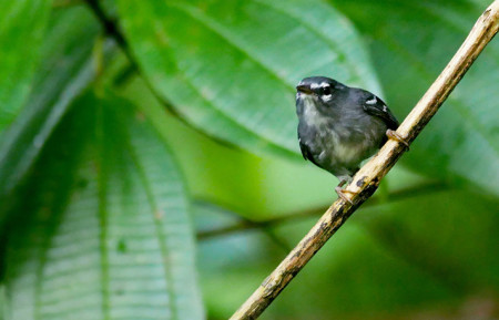 The Lesser Antillean endemic Plumbeous Warbler, showing its boldly contrasting facial and wing markings; winter in Guadeloupe. (Photo by Stephen Shunk.)