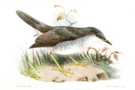 An artist's rendition of the Semper's Warbler (Joseph Smit [Public domain], via Wikimedia Commons)