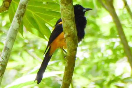 The St Lucia Oriole is another of six species endemic to St Lucia. (photo by Steffen Oppel)