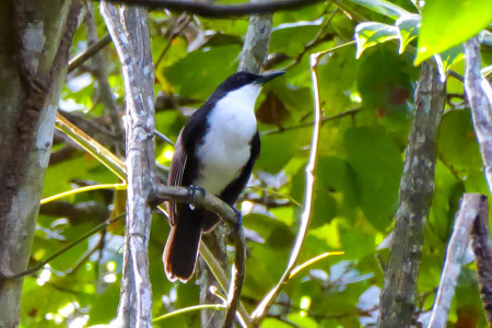 White-breasted Thrasher, a threatened species whose population stronghold is on St. Lucia. (photo by Steffen Oppel)