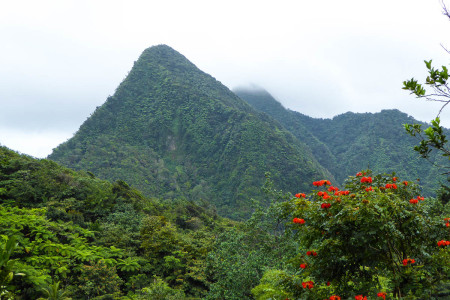 The steep slopes of Morne Tomassie could also provide hideouts for an endemic species. (photo by Steffen Oppel)