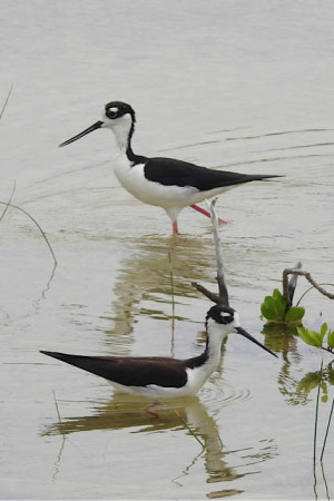 A pair of Black-necked Stilts nested at the LIS school wetland this spring. (photo by Erika Gates)