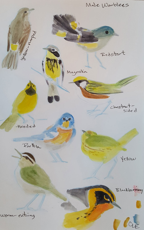 Quick field sketches with simple watercolors. (By Christine Elder)