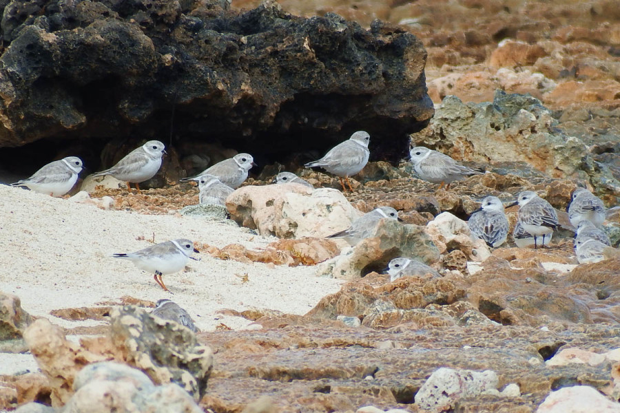 The team was excited to spot a Piping Plover banded by Environment Canada at Plover ground North, Acadian Peninsula New Brunswick (summer 2015)! The banded bird (left foreground) was seen at playa Covarubias, Camag¸ey Province, Cuba, January 2016. (photo by Jen Rock)