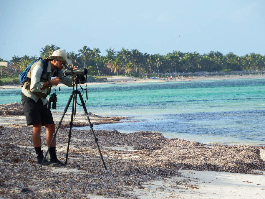 Dr. Ariam Jiménez counting plovers at playa Santa Lucia, Camagüey Province, Cuba. (photo by Jen Rock)