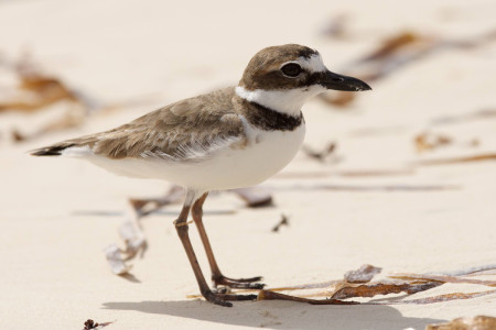 Wilson's Plover, one of the few shorebirds that breeds in the Bahamas, photographed on Andros Island in the Bahamas. (photo by David Jones).