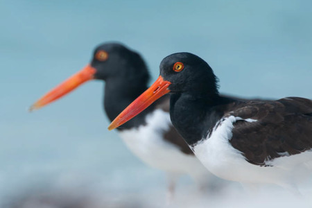 American Oystercatchers in the Bahamas (photo by Walker Golder).