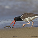 American Oystercatcher grabbing a crab breakfast on the beach in Puerto Rico. (photo by Rafy Rodriguez