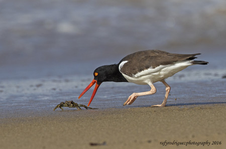 American Oystercatcher grabbing a crab breakfast on the beach in Puerto Rico. (photo by Rafy Rodriguez