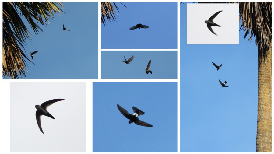 Antillean Palm-Swifts in flight as well entering and exiting nests located within the hanging fronds of palm trees, Jamaica. (photos by Justin Proctor)