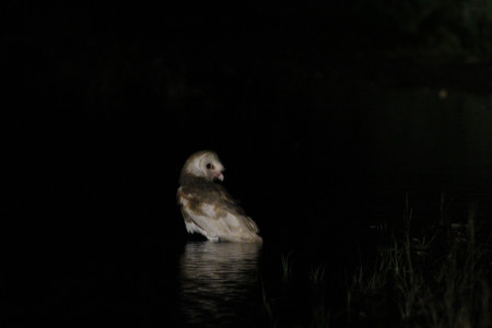 Barn Owl (photo by Gary R. Graves).