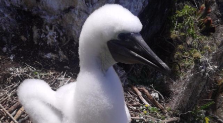 Booby chick in the Grenadines.