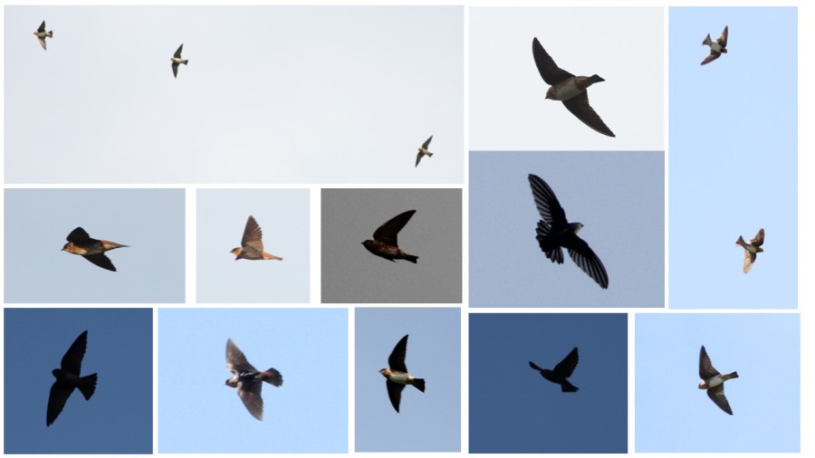 Cave Swallows in flight from multiple angles under different lighting conditions, Jamaica. (photos by Justin Proctor)