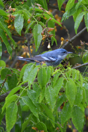 Cerulean Warbler Setophaga cerulea (photo by Elysa Silva).