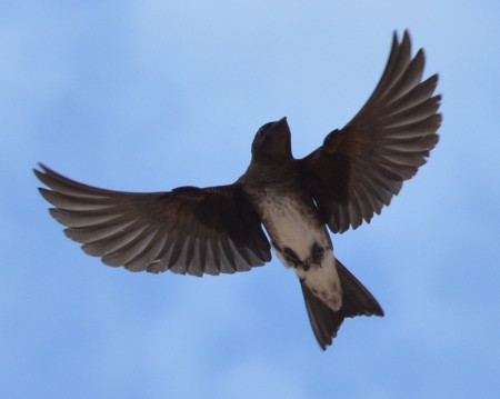 Cuban Martin in flight, Cuba. (photo by Martín Acosta)