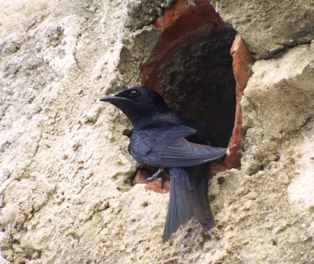 Cuban Martin perched outside of nesting cavity, Cuba. (photo by Ianela García Lau)