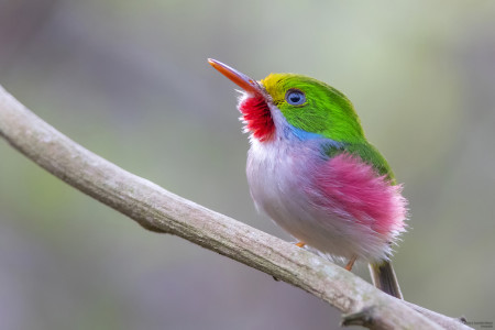 Cuban Tody—one of Cuba's most beloved endemic birds. (photo by Aslam Ibrahim)