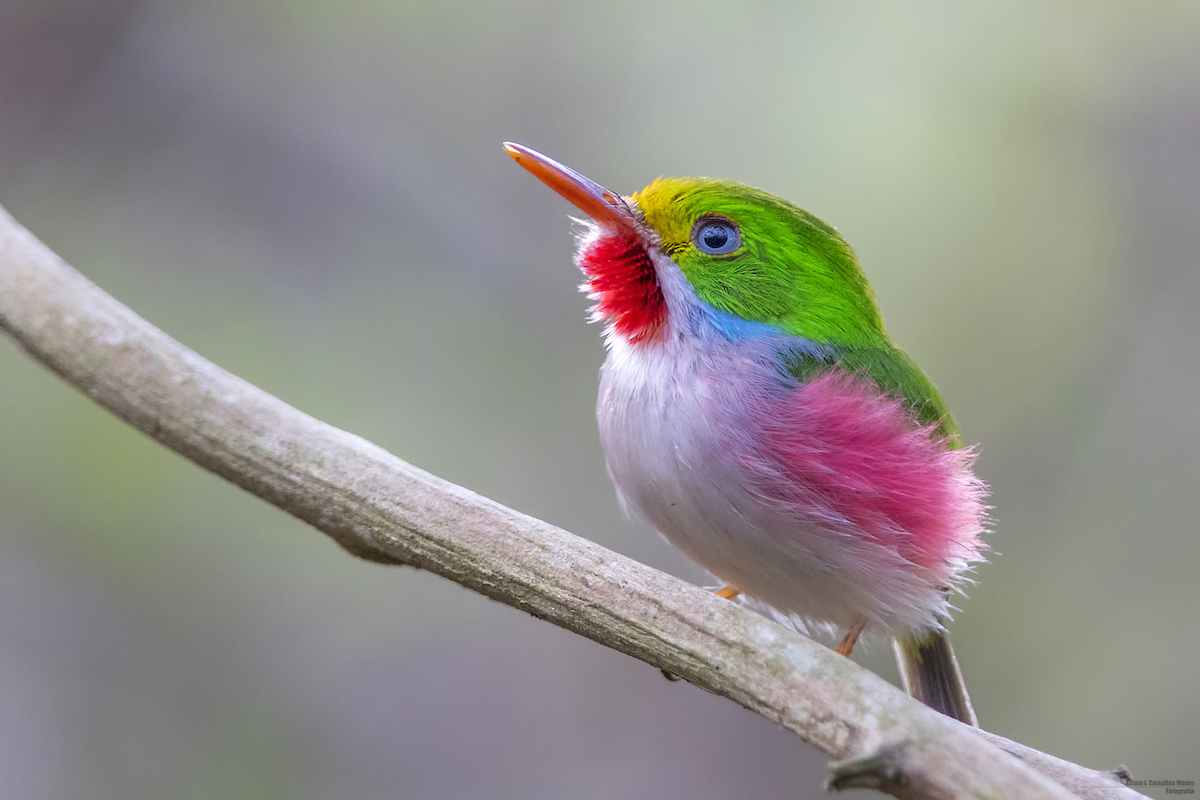 birding tour cuba