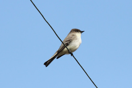 Eastern Phoebe (photo by Mike Burrell).