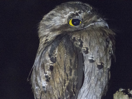 Northern Potoo perched on a fence post near the Windsor Research Station, Trelawny Parish, Jamaica. (photo by Justin Proctor)