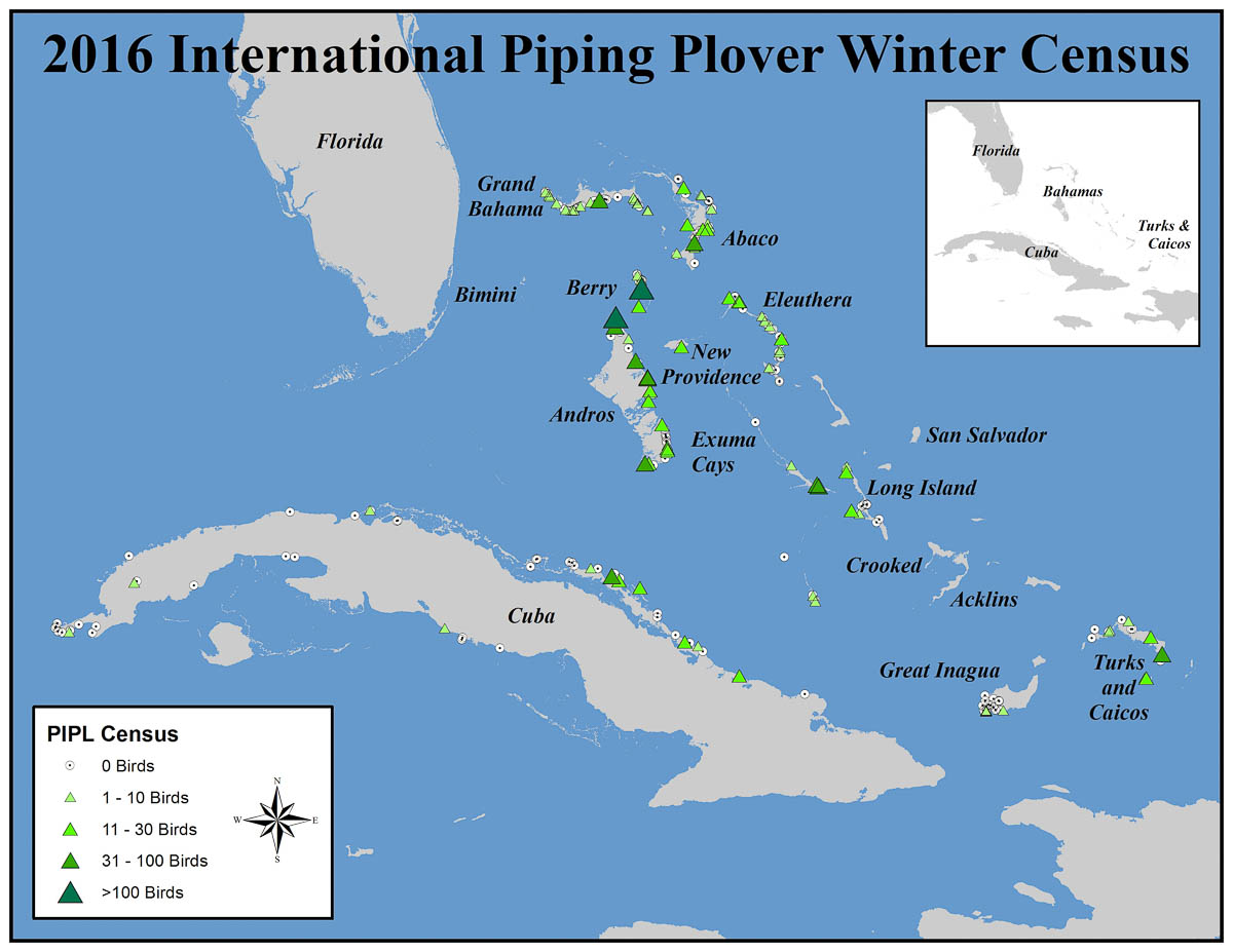 Location and numbers of Piping Plovers seen in the Bahamas, Turks and Caicos, Islands and Cuba during the 2016 International Piping Plover Winter Census. Map courtesy of Audubon.