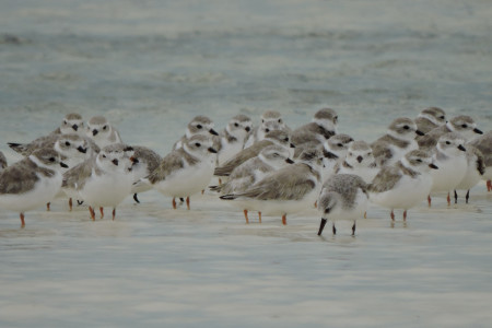 A flock of Piping Plovers and a Sanderling in South Caicos, Turks and Caicos Islands. (photo by Craig Watson).