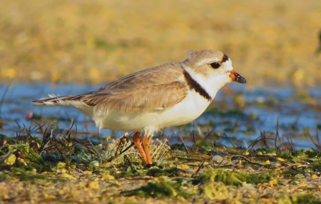 One of two Piping Plovers spotted by Sipke Stapert in Bonaire, winter 2016. (photo by Sipke Stapert)