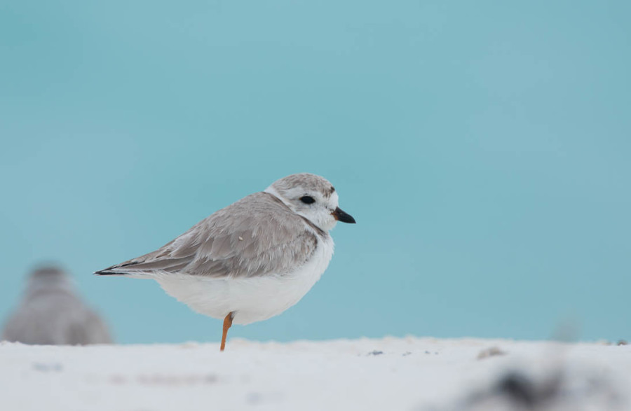 Piping Plover in the Berry Islands. (photo by Walker Golder)