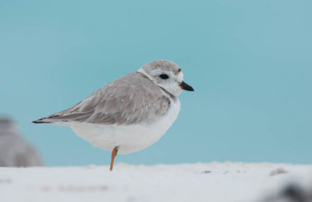 Piping Plover in the Berry Islands. (photo by Walker Golder)