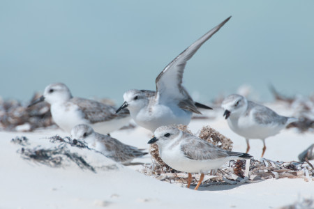 Piping Plovers in the Joulter Cays, Bahamas. (photo by Walker Golder).