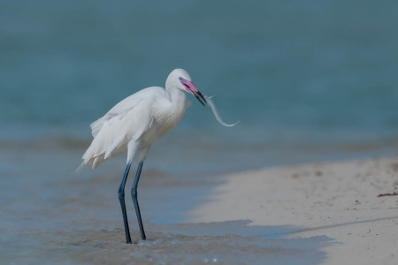 Reddish Egret (photo by ).