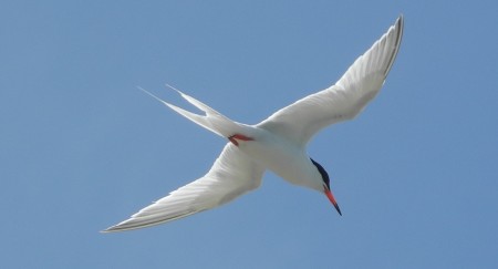 Roseate Tern, a seabird of conservation concern. (photo by Jenny Daltry)