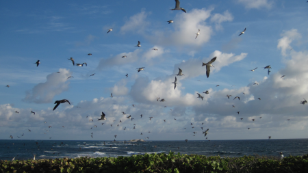 Seabird colony in the northern Bahamas. (photo by Will Mackin).