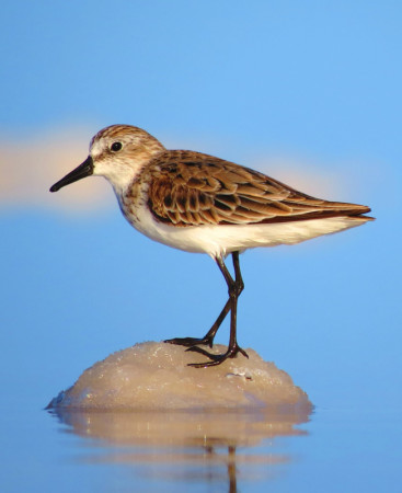 Semipalmated Sandpiper (photo by Sipke Stapert)