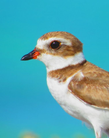 Semipalmated plover in Bonaire. (photo by Sipke Stapert).