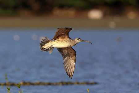 Whimbrel in flight at a wetland in the Dominican Republic. (photo by Dax Roman)