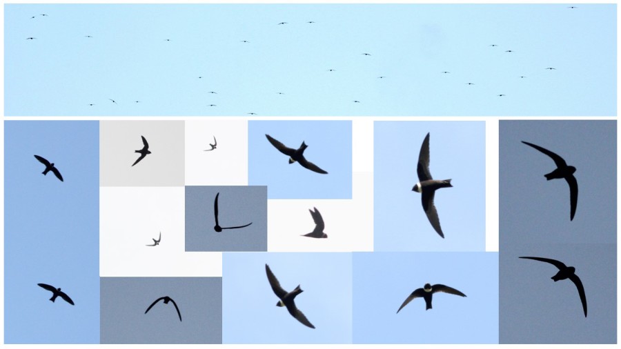 White-collared Swifts in flight, Jamaica; top photo is a good depiction of the species viewed head-on from a mountain top. (with the observer positioned at the same elevation that the swifts are flying) as they come together to flock in the evening. (photos by Justin Proctor)