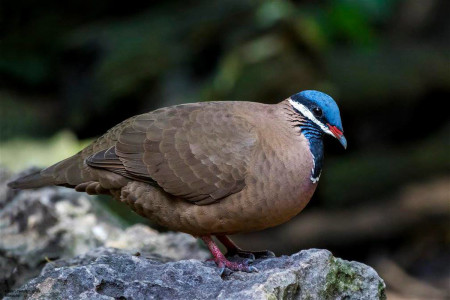 The forest-dwelling Blue-headed Quail-dove, endemic to Cuba. (photo by Aslam Ibrahim)