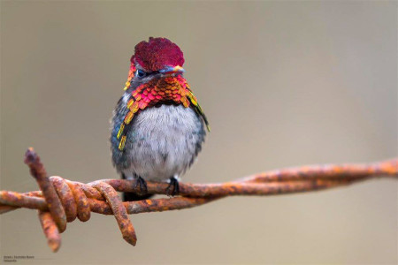 Cuba's beautiful endemic Bee Hummingbird, the smallest bird in the world. (photo by Aslam Ibrahim)